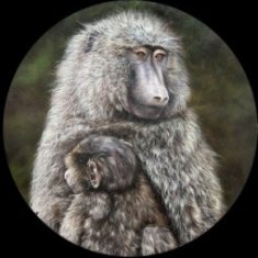 BABUÍNOS